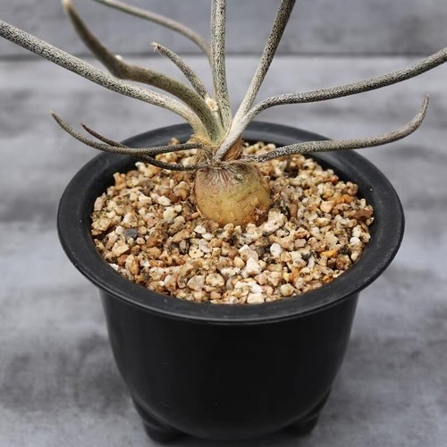 5cm succulent cactus - succulent,