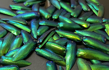 250 Blue Green Jewel Beetle