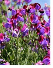 1kg=12000 seeds Sweet Pea Old Spice Cupani+4" FREE PLANT LABEL