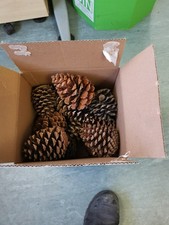 10 Extra Large Martima Pine
