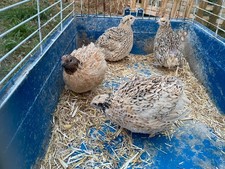 ?Best buy ? 6 ❎ Pure Italian Golden quail Eggs❇️ 3 Extra! ❇️FreeShipping ✅