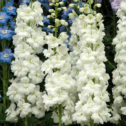 Delphinium moonbeam hardy tall - moonbeam,