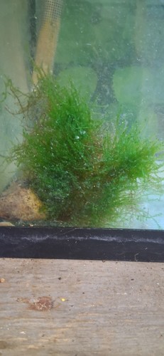 250g java moss - moss, for
