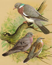 Wood Pigeon Dove Stock Turtle