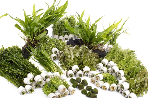 Live aquarium plants - live,