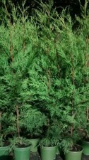 10X TREES GREEN LEYLANDII HEDGING CONIFER 3-3.5 FOOT PLANTS 2LT POTS EVERGREEN