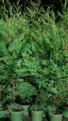 15x green leylandii hedging - green,