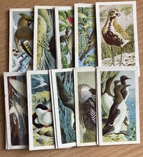 Wild birds britain brooke - britain,