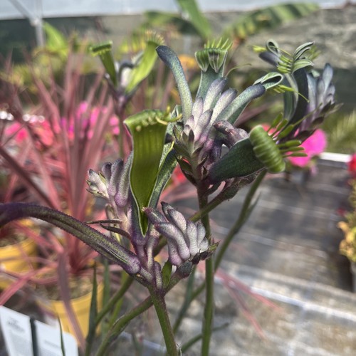 Anigozanthus blue masquerade - anigozanthus, 'blue