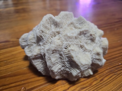 Brain coral 2 5 inches - 6, x