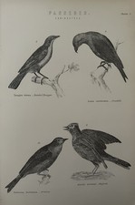 Antique Bird Print 1870s Engraving – Crossbill, Ortolan, Tanager, Skylark