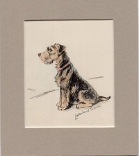 Lucy Dawson ~ Lakeland Terrier ~ Hand Coloured Print Genuine Vintage 1937