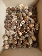60 LARCH Cones (30-40mm) Pine