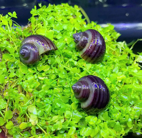 Mystery snails variety - +, 1