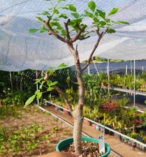 Rare Cacti SucculentLive