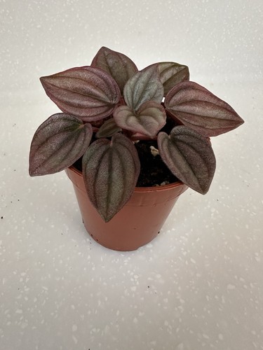 Peperomia caperata cayenne - peperomia,