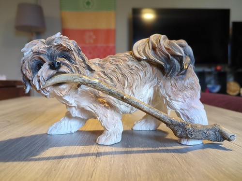Dogsbrown white shih - white,