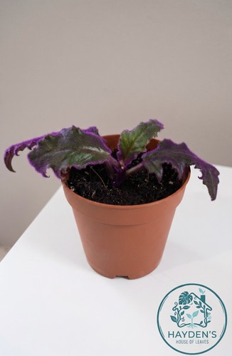 Rooted purple passion plant - purple, |