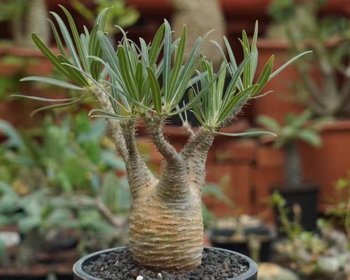 Sale rare cacti plant - sale,