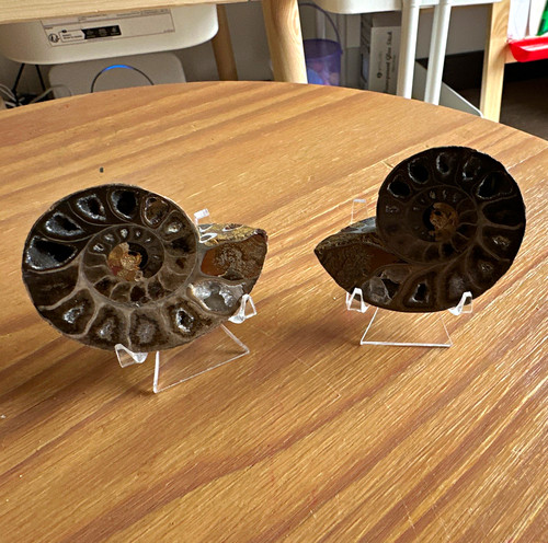 Polished ammonite fossil pair - ammonite,