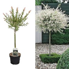 Salix Integra 'Hakuro Nishiki' Tree 60cm in Height - Ornamental Flamingo Willow