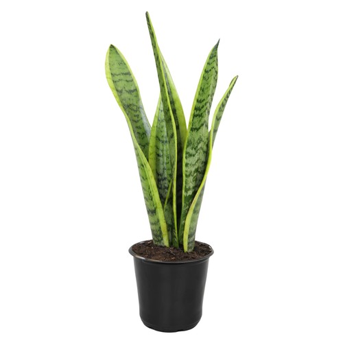 Altman plants live snake plant - altman,