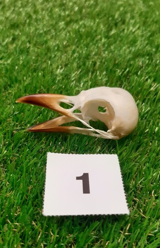 British magpie skull - british, 1