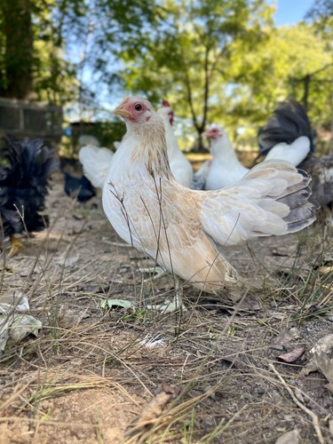 Serama hatching eggs - serama,