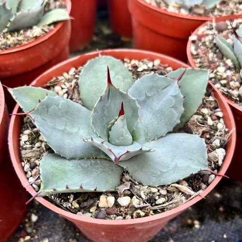 8cm succulent agave plant - 8cm,