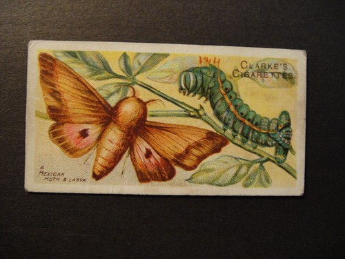 Clarke son butterflies - &,