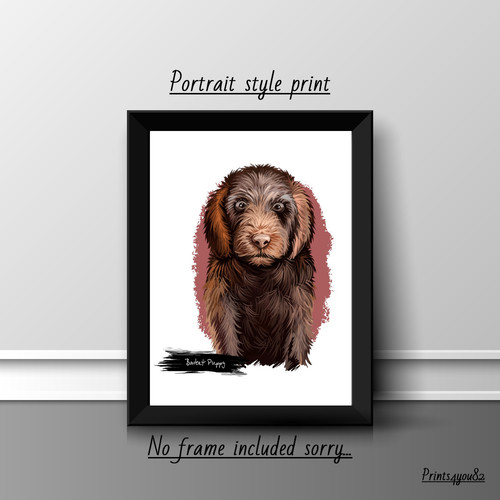 Barbet dog pet - pet, a4