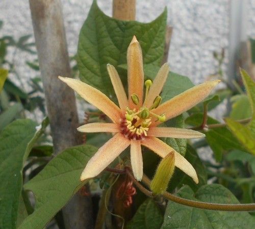 Young passion flower - young,