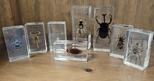INSECT AND BUGS IN RESIN
