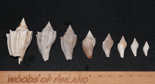 Eocene gastropod volutospina - eocene,