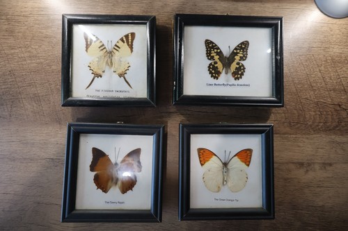 Butterfly taxidermy frame 4 - in,
