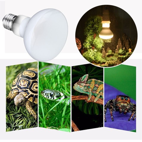 E27 turtle reptile lizard - e27,