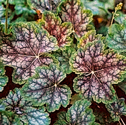 Heuchera dales strain - 'dales, strain'