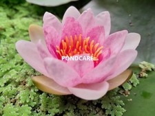 Pink water lily - water, mrs