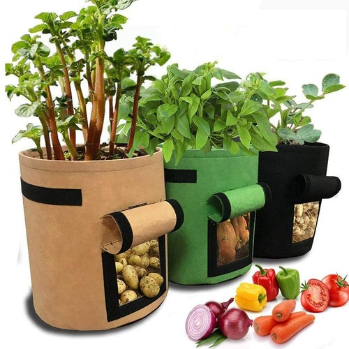 Fabric plant pots - plant,