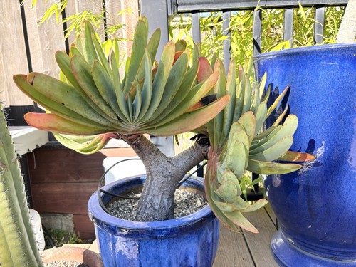Live plant fan aloe - plant, plicatilis