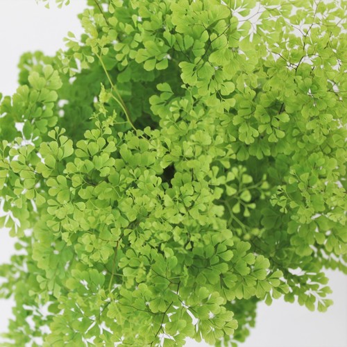 Adiantum microphyllum dwarf - adiantum, |