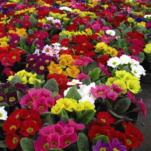 Primrose giant flowered - primrose,