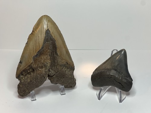Megalodon teeth - megalodon,