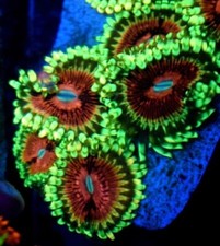 Lime Chilli Zoas 5 heads just
