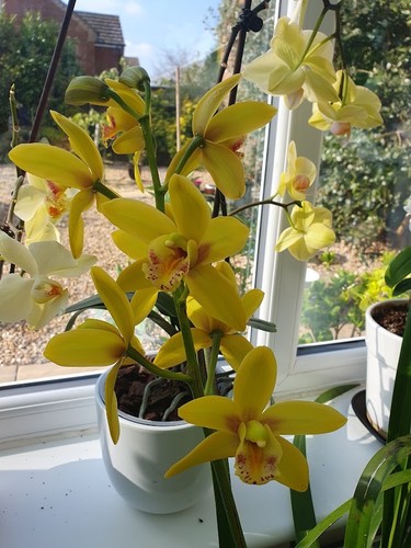 Cymbidium orchid yellow river - orchid,