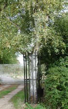 Tree Guard Protection, Deer Proof, Sturdy Solid Steel, Galvanised, 2m high