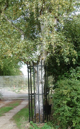 Tree guard protection deer - guard, protection,