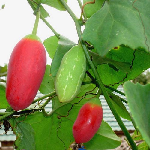 Coccinia grandis seeds - coccinia,