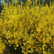 1 X FORSYTHIA 'WEEKEND'