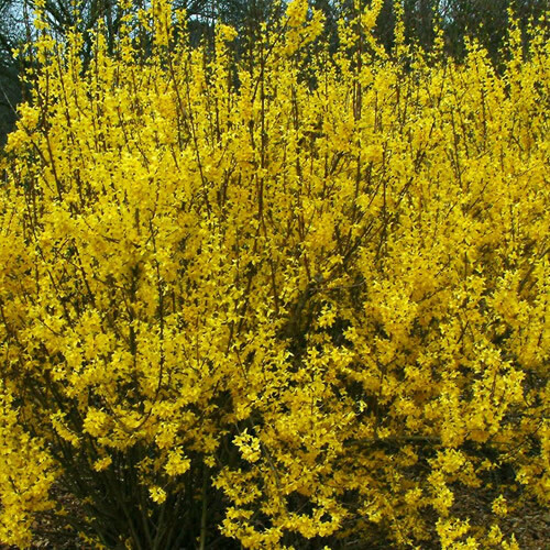 Forsythia weekend - x, 'weekend'